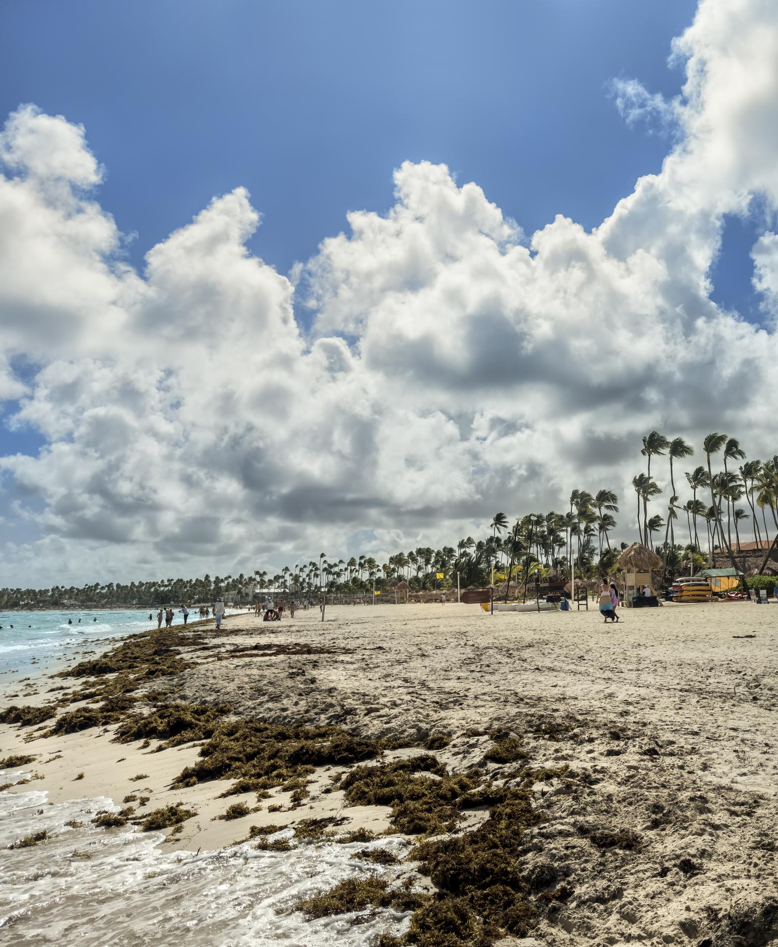 Sargassum seaweed Bavaro beach Punta Cana
